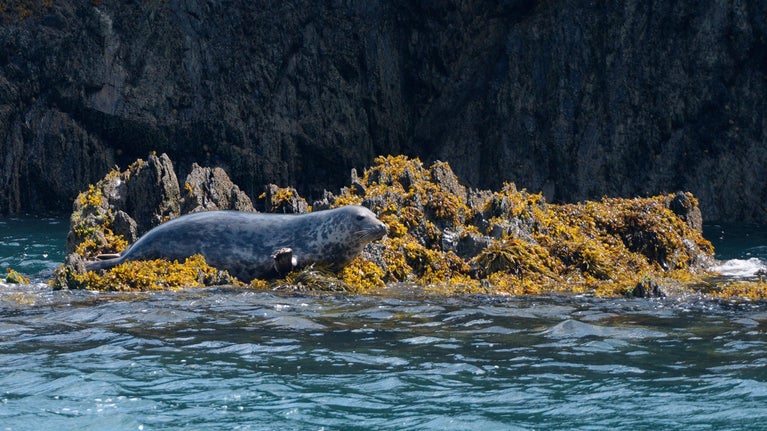 A grey seal lies on a seaweed-covered rock off Lundy island, Devon
